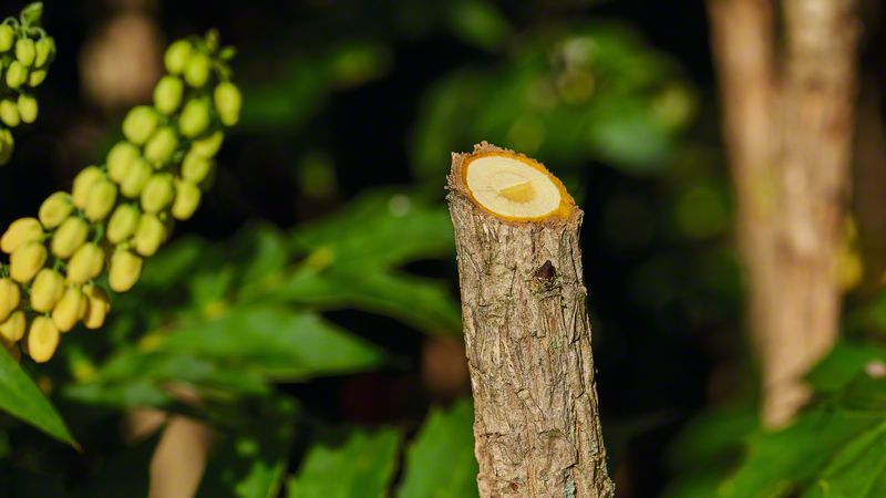 Akku-Gartenschere EasyPrune Bosch